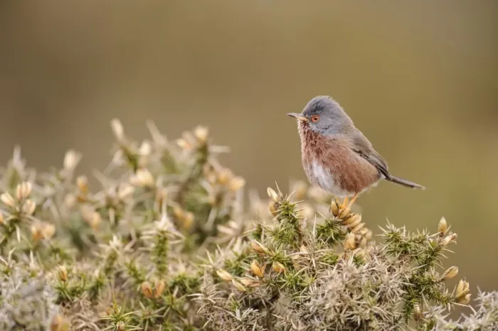 Framed Print : Dartford Warbler (Sylvia undata) adult male, perched on gorse in heathland, North Wales, March Framed Print : Dartford Warbler (Sylvia undata) adult male, perched on gorse in heathland, North Wales, March