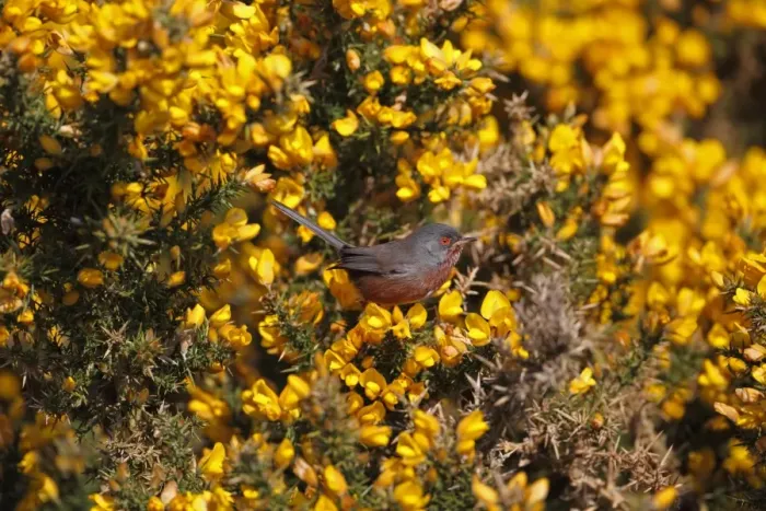Framed Print : Dartford Warbler (Sylvia undata) adult male, perched on flowering gorse, Dunwich Heath, Suffolk, England, april Framed Print : Dartford Warbler (Sylvia undata) adult male, perched on flowering gorse, Dunwich Heath, Suffolk, England, april