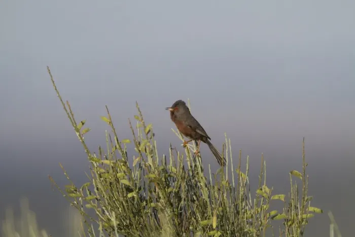 Framed Print : Dartford Warbler (Sylvia undata) adult male, singing, perched on broom, Extremadura, Spain, may Framed Print : Dartford Warbler (Sylvia undata) adult male, singing, perched on broom, Extremadura, Spain, may