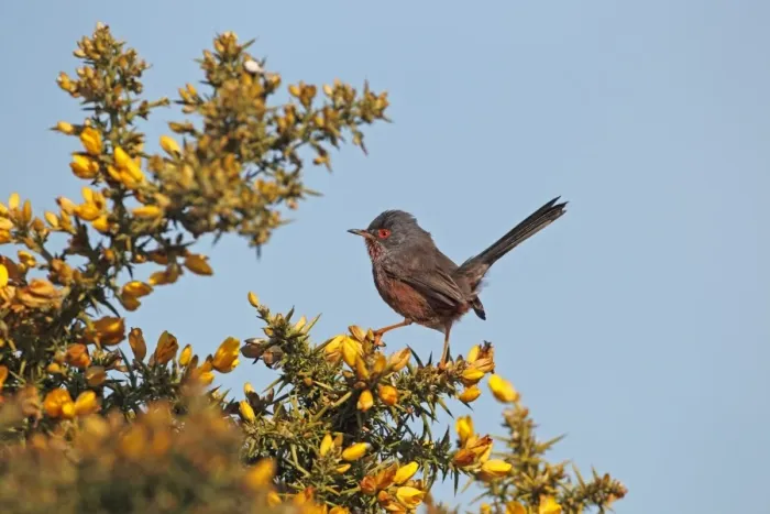 Framed Print : Dartford Warbler (Sylvia undata) adult male, perched on flowering gorse, Dunwich Heath, Suffolk, England, april Framed Print : Dartford Warbler (Sylvia undata) adult male, perched on flowering gorse, Dunwich Heath, Suffolk, England, april