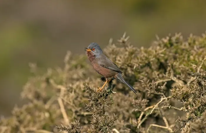 Framed Print : Dartford Warbler (Sylvia undata) adult male, singing, perched on gorse, Worlds End, Denbighshire, Wales, April Framed Print : Dartford Warbler (Sylvia undata) adult male, singing, perched on gorse, Worlds End, Denbighshire, Wales, April