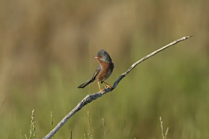 Framed Print : Dartford Warbler (Sylvia undata) adult male, singing, perched on twig, Extremadura, Spain, April Framed Print : Dartford Warbler (Sylvia undata) adult male, singing, perched on twig, Extremadura, Spain, April