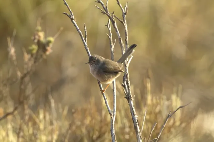 Framed Print : Dartford Warbler (Sylvia undata) juvenile, perched on twig, Extremadura, Spain, September Framed Print : Dartford Warbler (Sylvia undata) juvenile, perched on twig, Extremadura, Spain, September