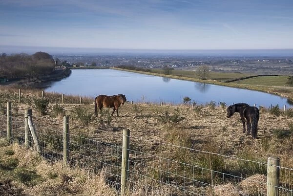 Dartmoor Pony, two adults, grazing amongst gorse in fenced area, with reservoir in background