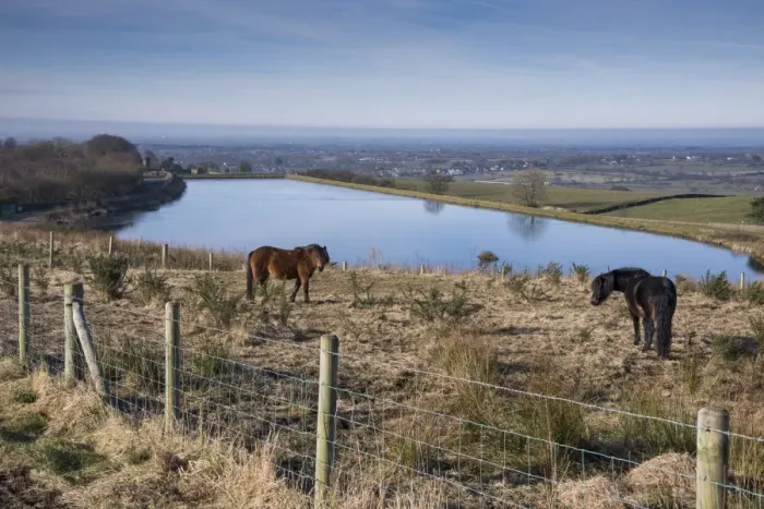 Framed Print : Dartmoor Pony, two adults, grazing amongst gorse in fenced area, with reservoir in background Framed Print : Dartmoor Pony, two adults, grazing amongst gorse in fenced area, with reservoir in background