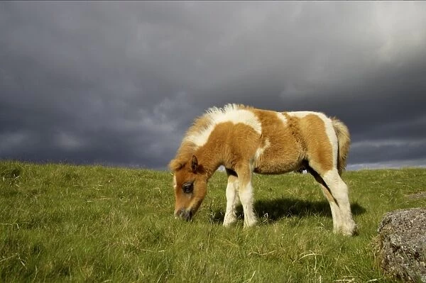 Dartmoor Pony, foal, skewbald, grazing on moorland with approaching stormclouds, Dartmoor N. P. Devon, England