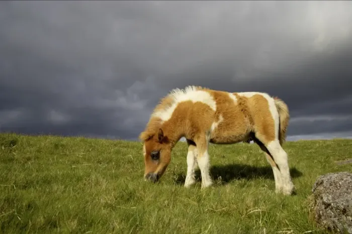 Framed Print : Dartmoor Pony, foal, skewbald, grazing on moorland with approaching stormclouds, Dartmoor N. P. Devon, England Framed Print : Dartmoor Pony, foal, skewbald, grazing on moorland with approaching stormclouds, Dartmoor N. P. Devon, England