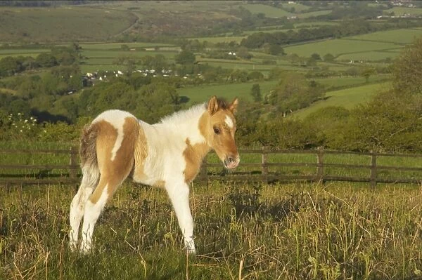 Dartmoor Pony, foal, skewbald, standing on moorland, Tavy Valley in background, Dartmoor N. P. Devon, England