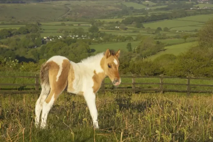 Framed Print : Dartmoor Pony, foal, skewbald, standing on moorland, Tavy Valley in background, Dartmoor N. P. Devon, England Framed Print : Dartmoor Pony, foal, skewbald, standing on moorland, Tavy Valley in background, Dartmoor N. P. Devon, England
