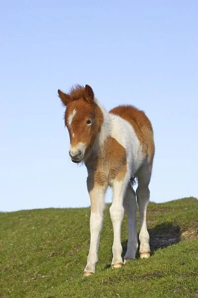 Dartmoor Pony, foal, skewbald, standing on pasture, Dartmoor N. P. Devon, England