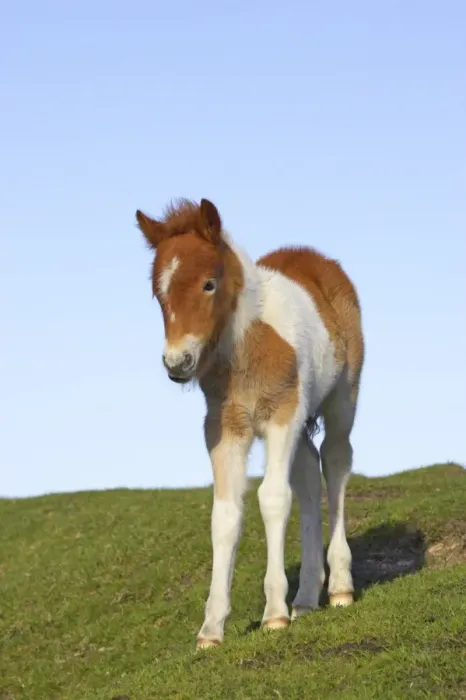 Framed Print : Dartmoor Pony, foal, skewbald, standing on pasture, Dartmoor N. P. Devon, England Framed Print : Dartmoor Pony, foal, skewbald, standing on pasture, Dartmoor N. P. Devon, England