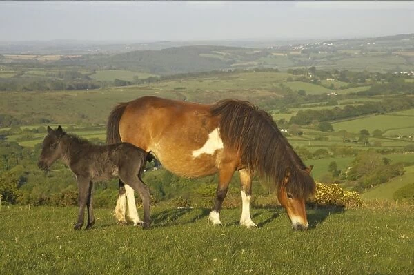 Dartmoor Pony, mare and foal, grazing on moorland, Tavy Valley in background, Dartmoor N. P. Devon, England