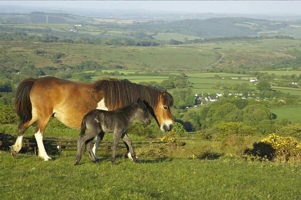 Dartmoor Pony, mare and foal, walking on moorland, Tavy Valley in background, Dartmoor N. P. Devon, England