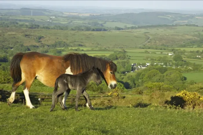 Framed Print : Dartmoor Pony, mare and foal, walking on moorland, Tavy Valley in background, Dartmoor N. P. Devon, England Framed Print : Dartmoor Pony, mare and foal, walking on moorland, Tavy Valley in background, Dartmoor N. P. Devon, England