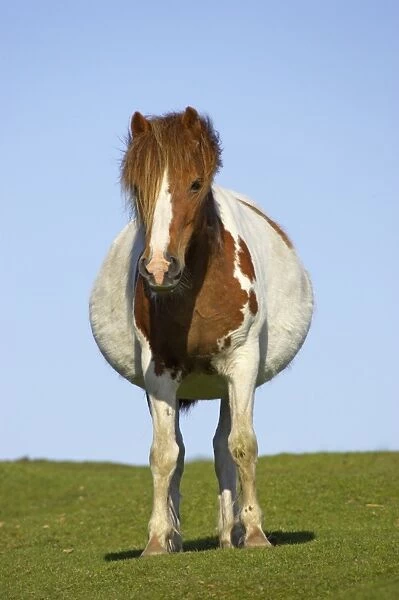 Dartmoor Pony, pregnant mare, skewbald, standing on pasture, Dartmoor N. P. Devon, England