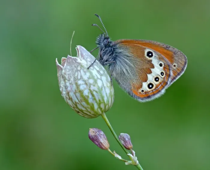 Framed Print : Darwins Heath (Coenonympha darwiniana) adult, resting on flowerhead, Italy, july Framed Print : Darwins Heath (Coenonympha darwiniana) adult, resting on flowerhead, Italy, july