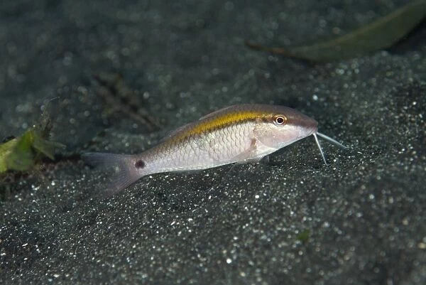 Dash-dot Goatfish (Parupeneus barberinus) adult, foraging on black sand, Lembeh Straits, Sulawesi, Sunda Islands