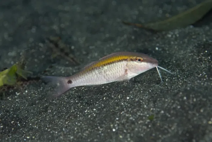 Framed Print : Dash-dot Goatfish (Parupeneus barberinus) adult, foraging on black sand, Lembeh Straits, Sulawesi, Sunda Islands Framed Print : Dash-dot Goatfish (Parupeneus barberinus) adult, foraging on black sand, Lembeh Straits, Sulawesi, Sunda Islands