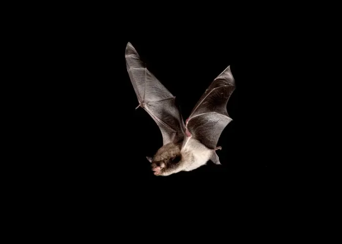 Framed Print : Daubentons Bat (Myotis daubentonii) adult, in flight, Sussex, England Framed Print : Daubentons Bat (Myotis daubentonii) adult, in flight, Sussex, England