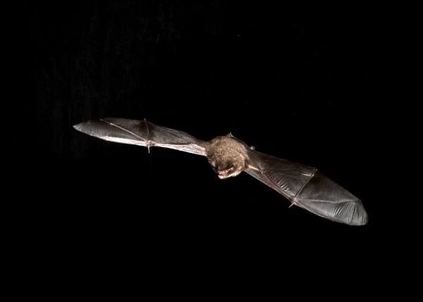 Daubentons Bat (Myotis daubentonii) adult, in flight, Sussex, England