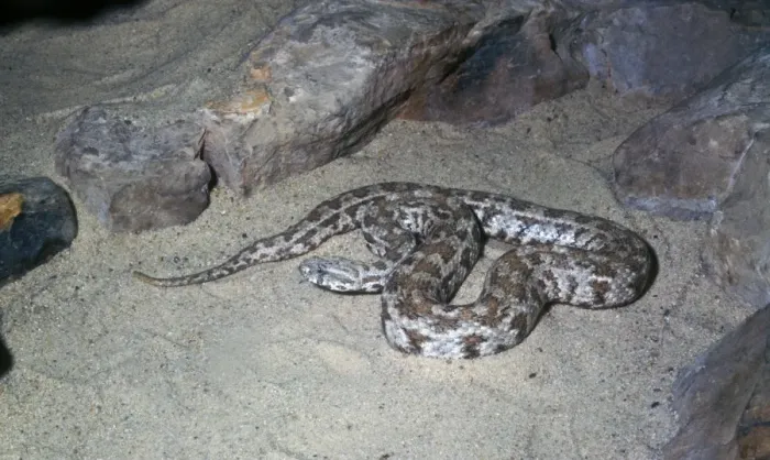 Framed Print : Daudins Viper or blunt-nosed viper