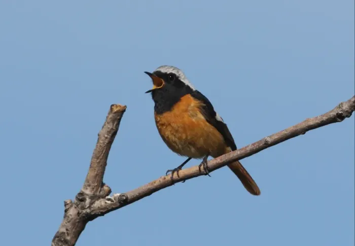 Framed Print : Daurian Redstart (Phoenicurus auroreus) adult male, singing, perched on twig, Old Peak, Hebei, China, may Framed Print : Daurian Redstart (Phoenicurus auroreus) adult male, singing, perched on twig, Old Peak, Hebei, China, may