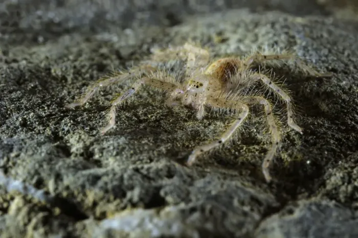 Framed Print : David Bowie's Huntsman Spider (Heteropoda davidbowie) species name dedicated to famous singer, adult, standing on rock, Asia Framed Print : David Bowie's Huntsman Spider (Heteropoda davidbowie) species name dedicated to famous singer, adult, standing on rock, Asia
