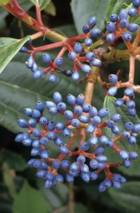 Framed Print : Davids Viburnum (Viburnum davidii) close-up of fruit, in garden, Cornwall, England Framed Print : Davids Viburnum (Viburnum davidii) close-up of fruit, in garden, Cornwall, England