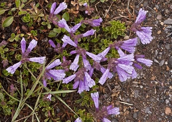Davidson's Penstemon (Penstemon davidsonii) flowering, just after snow melt on mountain at 7000 ft. Crater Lake N. P. Oregon, U. S. A. july
