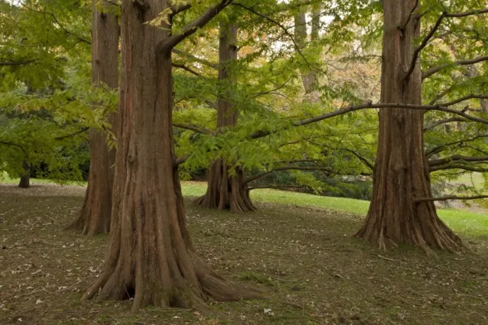 Framed Print : Dawn Redwood (Metasequoia glyptostroboides) grove, close-up of trunks, U. S. A. november Framed Print : Dawn Redwood (Metasequoia glyptostroboides) grove, close-up of trunks, U. S. A. november