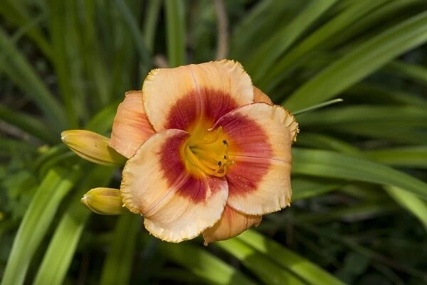 Day Lily (Hemerocallis sp. ) Bold Tiger, close-up of flower, in garden, Ottawa, Ontario, Canada, July