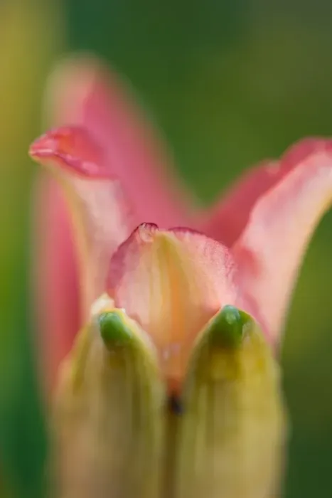 Framed Print : Day Lily (Hemerocallis sp. ) close-up of opening flower