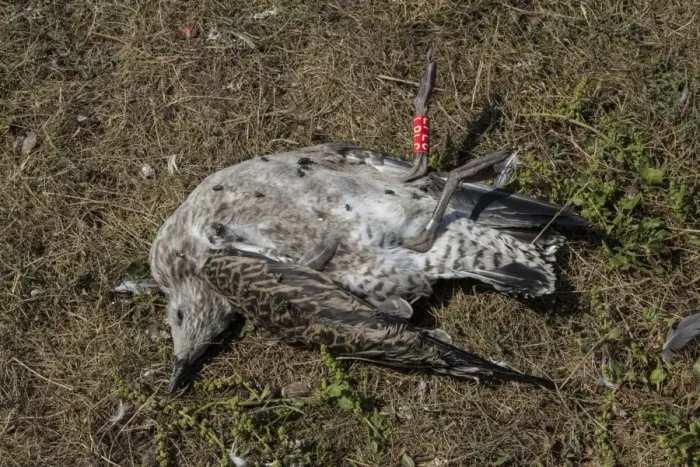 Framed Print : Dead juvenile Lesser Black blacked Gull with BTO metal ring and colour year ring
