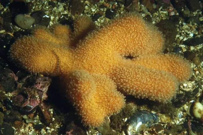 Framed Print : Dead Mans Fingers (Alcyonium digitatum) colony, growing on seabed in sea loch, Loch Carron, Ross and Cromarty Framed Print : Dead Mans Fingers (Alcyonium digitatum) colony, growing on seabed in sea loch, Loch Carron, Ross and Cromarty