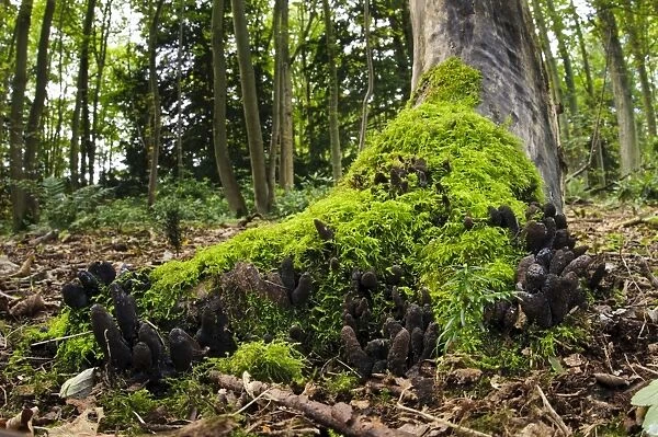 Dead Molls Fingers (Xylaria longipes) fruiting bodies, extensive troop growing around roots of tree, Clumber Park