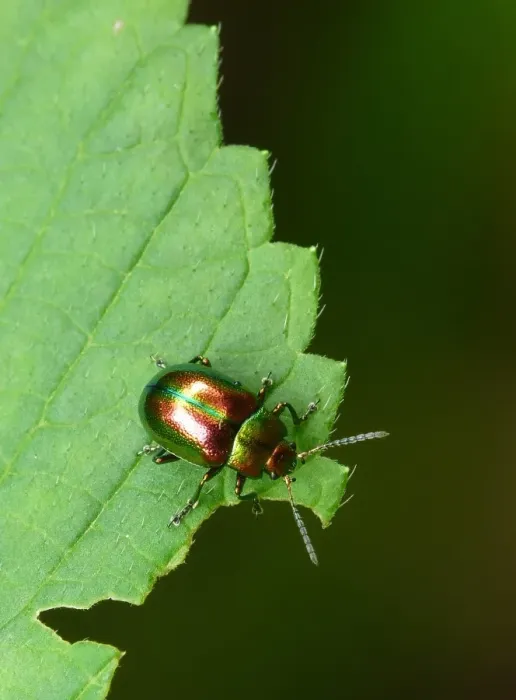 Framed Print : Dead-nettle Leaf Beetle (Chrysolina fastuosa) adult, resting on leaf, Italy, july Framed Print : Dead-nettle Leaf Beetle (Chrysolina fastuosa) adult, resting on leaf, Italy, july