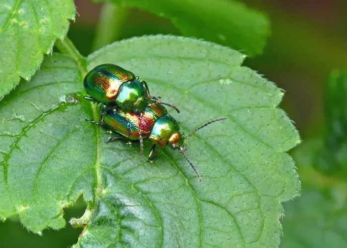 Framed Print : Dead-nettle Leaf Beetle (Chrysolina fastuosa) adult pair, mating on leaf, Italy, july Framed Print : Dead-nettle Leaf Beetle (Chrysolina fastuosa) adult pair, mating on leaf, Italy, july