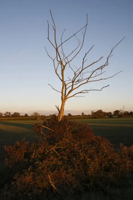 Framed Print : Dead tree in remnant of hedgerow, covered with Bramble (Rubus fruticosus) at edge of arable field at dusk, Bacton Framed Print : Dead tree in remnant of hedgerow, covered with Bramble (Rubus fruticosus) at edge of arable field at dusk, Bacton