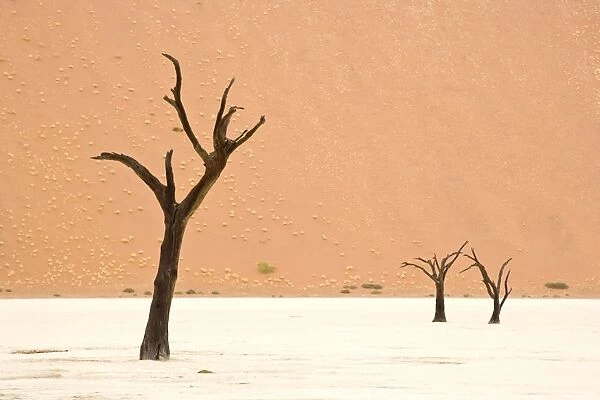 Dead trees in desert clay pan, Deadvlei, Namib-Naukluft N. P. Namib Desert, Namibia