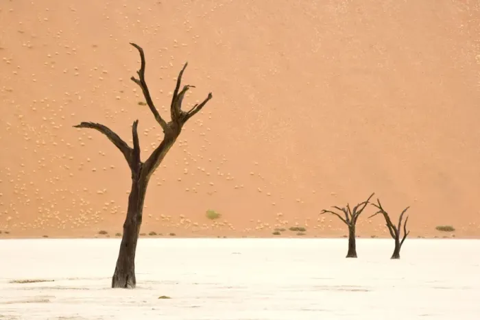 Framed Print : Dead trees in desert clay pan, Deadvlei, Namib-Naukluft N. P. Namib Desert, Namibia Framed Print : Dead trees in desert clay pan, Deadvlei, Namib-Naukluft N. P. Namib Desert, Namibia
