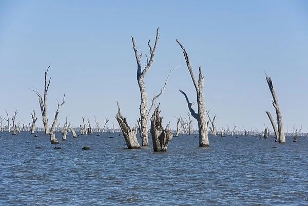 Dead trees in lake created in 1939 by damming river to provide irrigation water for surrounding district, Lake Mulwala