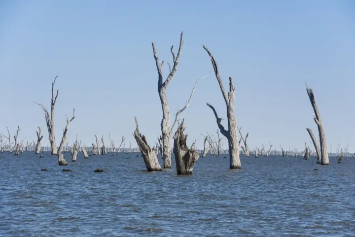 Framed Print : Dead trees in lake created in 1939 by damming river to provide irrigation water for surrounding district, Lake Mulwala Framed Print : Dead trees in lake created in 1939 by damming river to provide irrigation water for surrounding district, Lake Mulwala
