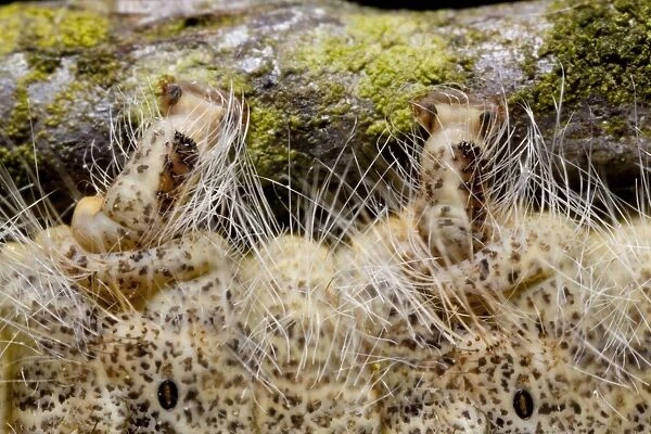 December Moth (Poecilocampa populi) final instar larva, close-up of pro-legs and spiracles, Powys, Wales, May