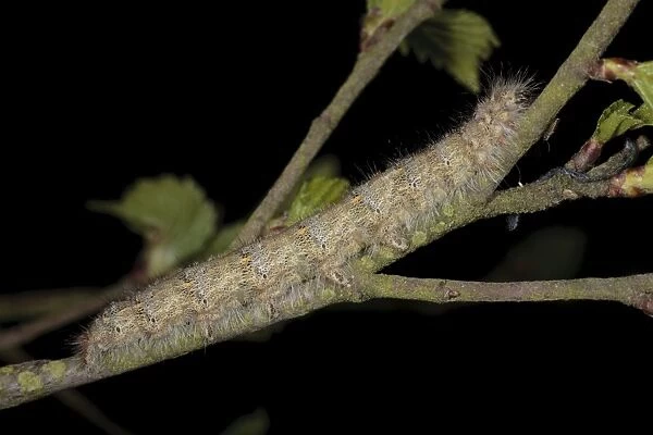 December Moth (Poecilocampa populi) final instar larva, resting on birch twig, Powys, Wales, May