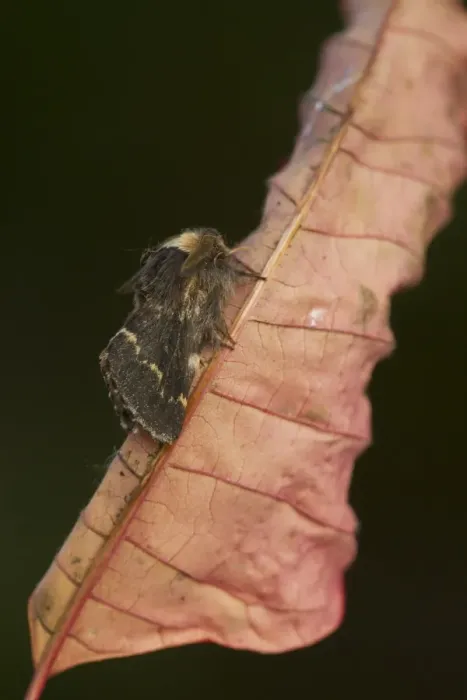 Framed Print : December Moth (Poecilocampa populi) adult, resting on leaf, Sheffield, South Yorkshire, England, November Framed Print : December Moth (Poecilocampa populi) adult, resting on leaf, Sheffield, South Yorkshire, England, November