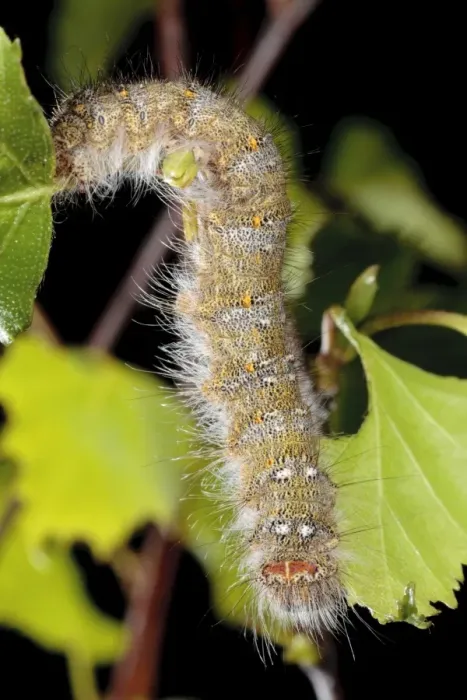 Framed Print : December Moth (Poecilocampa populi) final instar larva, feeding on birch leaves, Powys, Wales, April