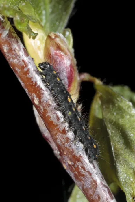 Framed Print : December Moth (Poecilocampa populi) first instar larva, newly hatched, resting on birch twig, Powys, Wales, April Framed Print : December Moth (Poecilocampa populi) first instar larva, newly hatched, resting on birch twig, Powys, Wales, April