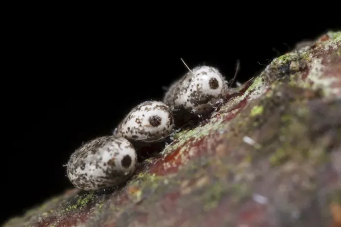 Framed Print : December Moth (Poecilocampa populi) over-wintering eggs, laid on birch twig, Powys, Wales, February Framed Print : December Moth (Poecilocampa populi) over-wintering eggs, laid on birch twig, Powys, Wales, February