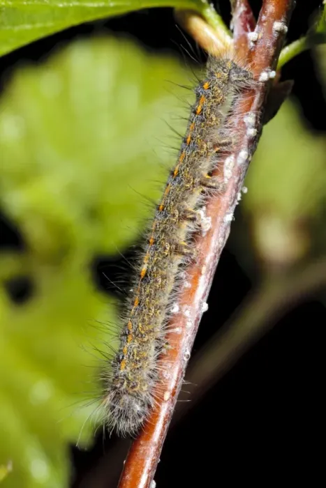 Framed Print : December Moth (Poecilocampa populi) second instar larva, resting on birch twig, Powys, Wales, April Framed Print : December Moth (Poecilocampa populi) second instar larva, resting on birch twig, Powys, Wales, April
