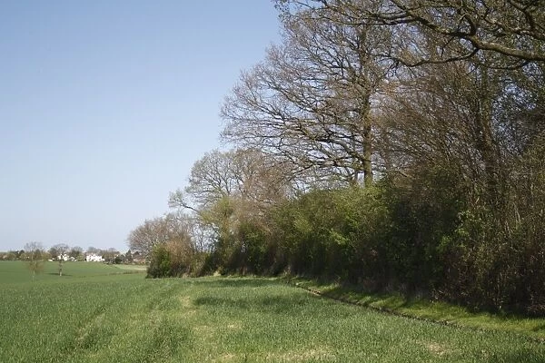 Deciduous woodland at edge of arable field, Barking Tye, Suffolk, England, april